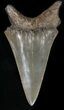 Huge Fossil Mako Shark Tooth - Georgia #42272-1